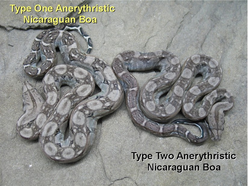 What is a Nicaraguan boa?