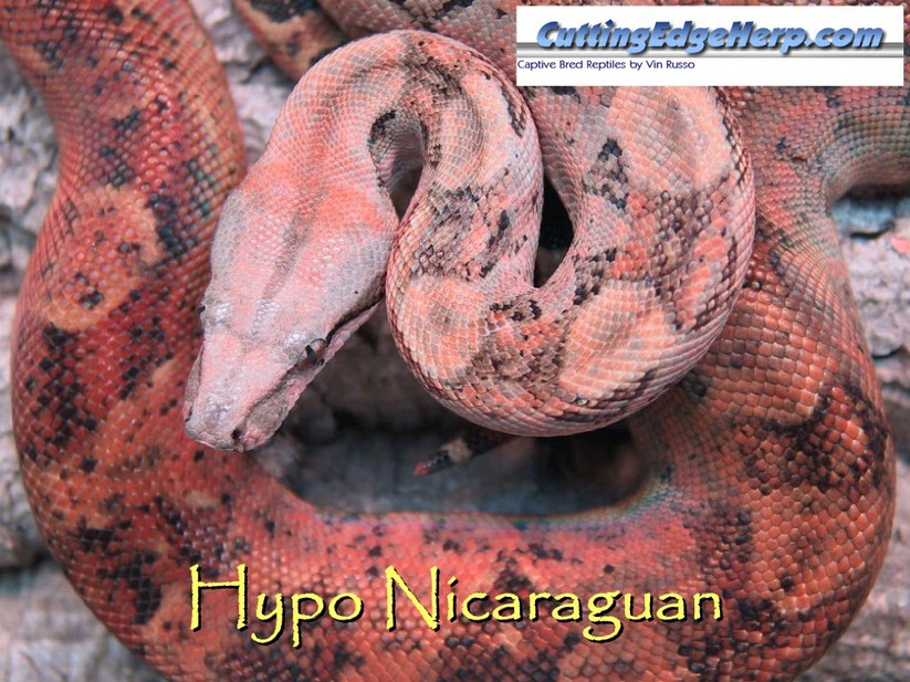 What is a Nicaraguan boa?